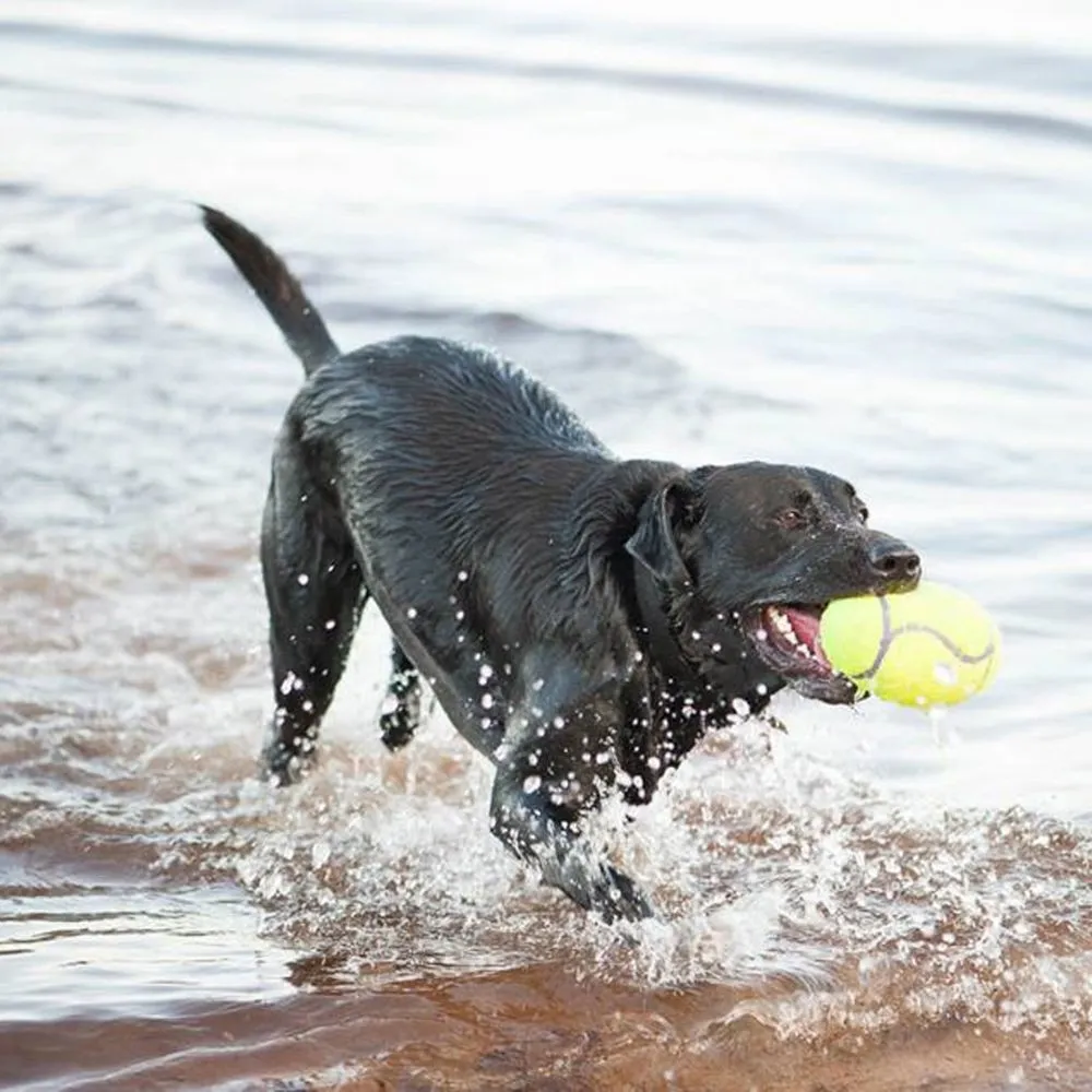 KONG® Air dog Squeaker Dog Toy (Football)