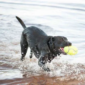 KONG Air Squeaker American Football